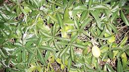 Image de Passiflora caerulea L.