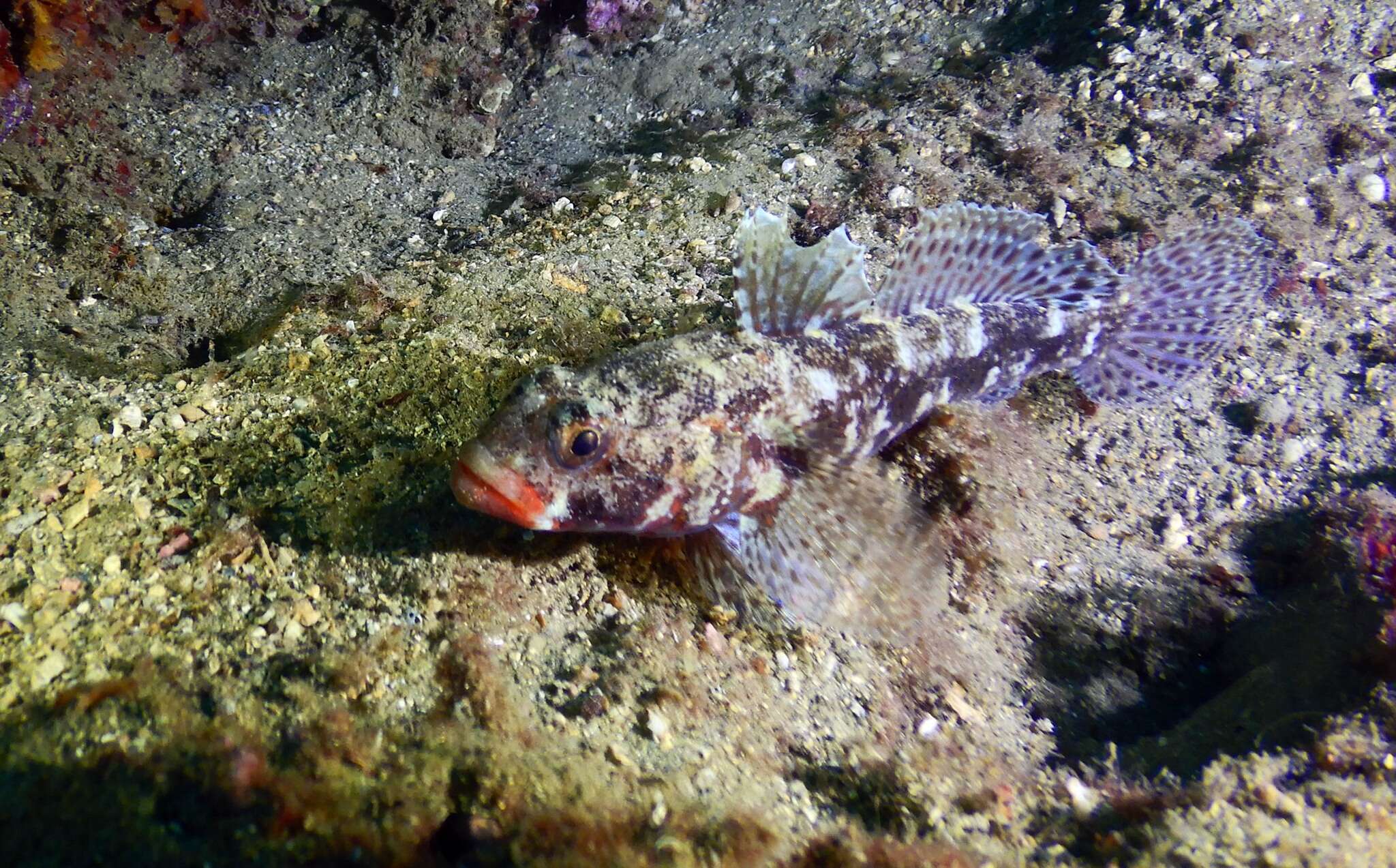 Sivun Gobius cruentatus Gmelin 1789 kuva