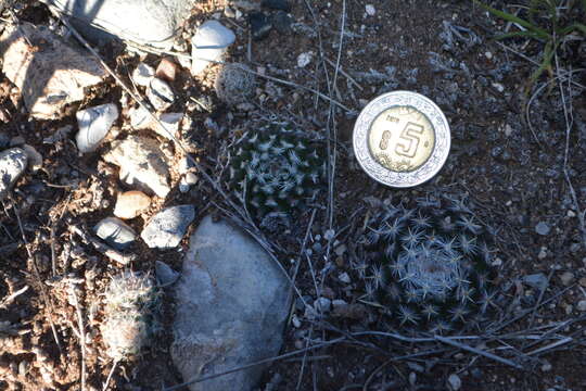 Image of Mammillaria formosa subsp. chionocephala (J. A. Purpus) D. R. Hunt