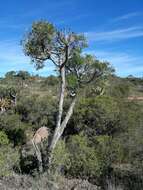 Image of Common Cabbage Tree