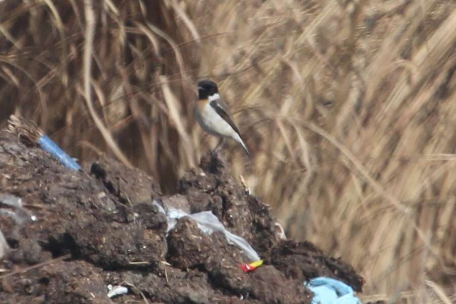 Saxicola leucurus (Blyth 1847) resmi