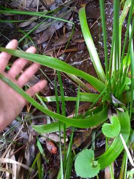 Image de Eriocaulon decangulare f. latifolium (Chapm. ex Moldenke) Moldenke