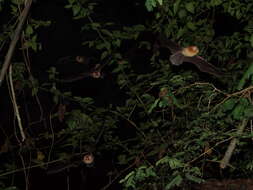 Image of Mexican Greater Funnel-eared Bat