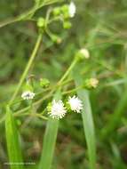 Adenostemma lavenia (L.) Kuntze resmi