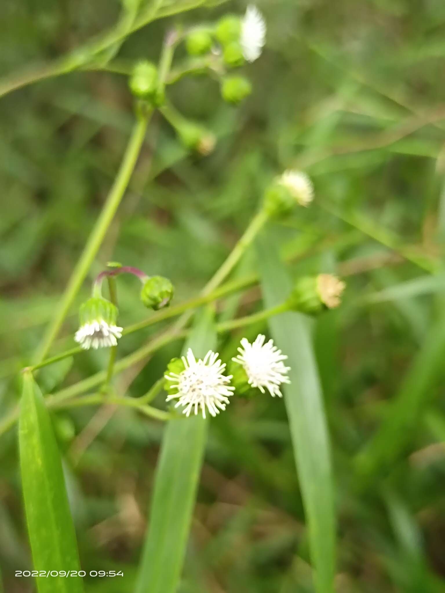 Adenostemma lavenia (L.) Kuntze resmi