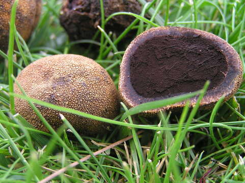 Image of Marbled Deer Truffle