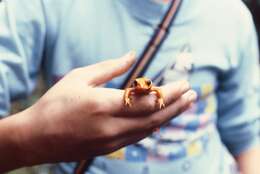 Image of Golden toad