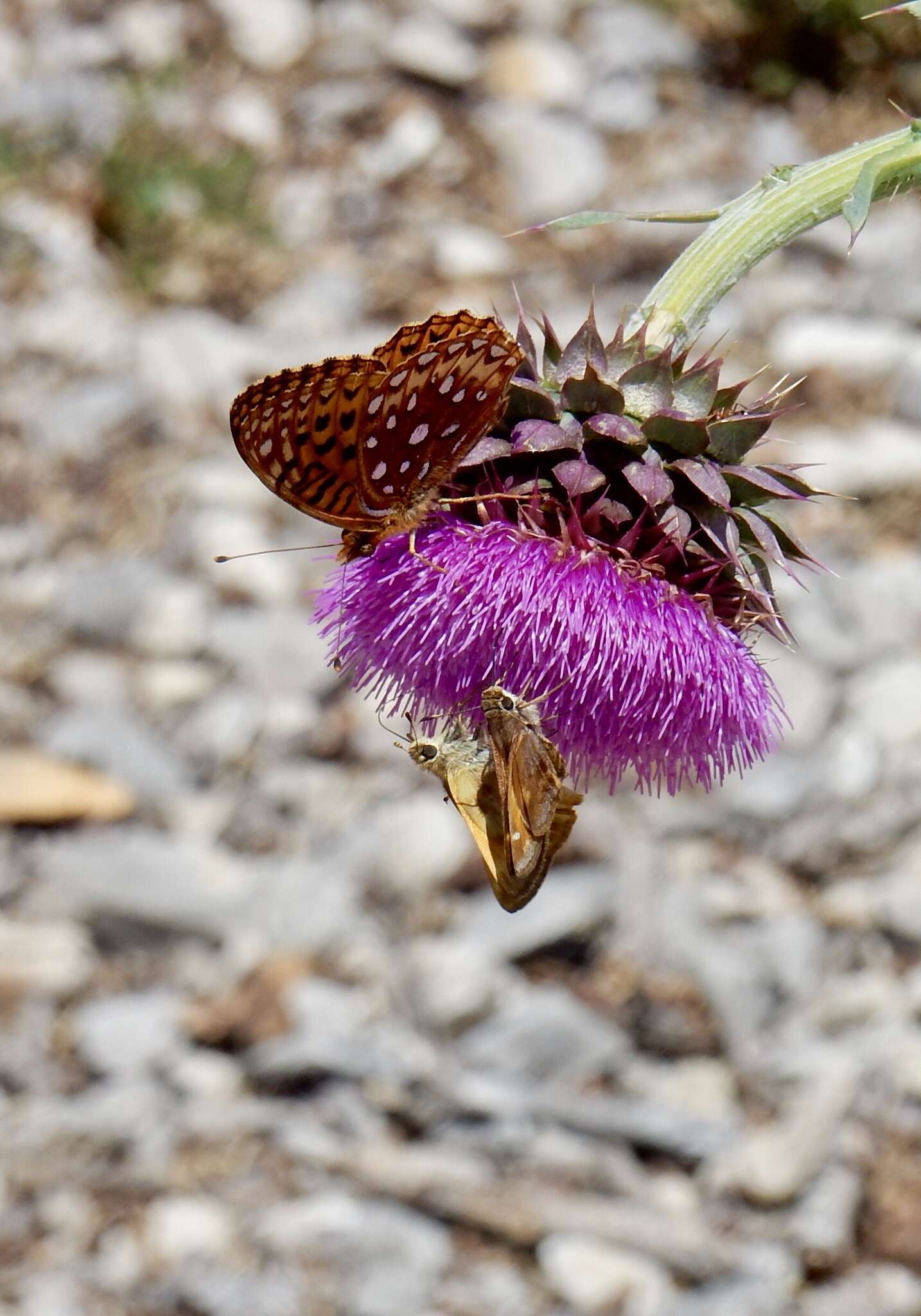 Image of Speyeria hesperis capitanensis R. Holland 1988