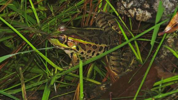 Image of Lithobates lenca (Luque-Montes, Austin, Weinfurther, Wilson, Hofmann & Townsend 2018)