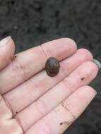 Image of Grooved Fingernail Clam