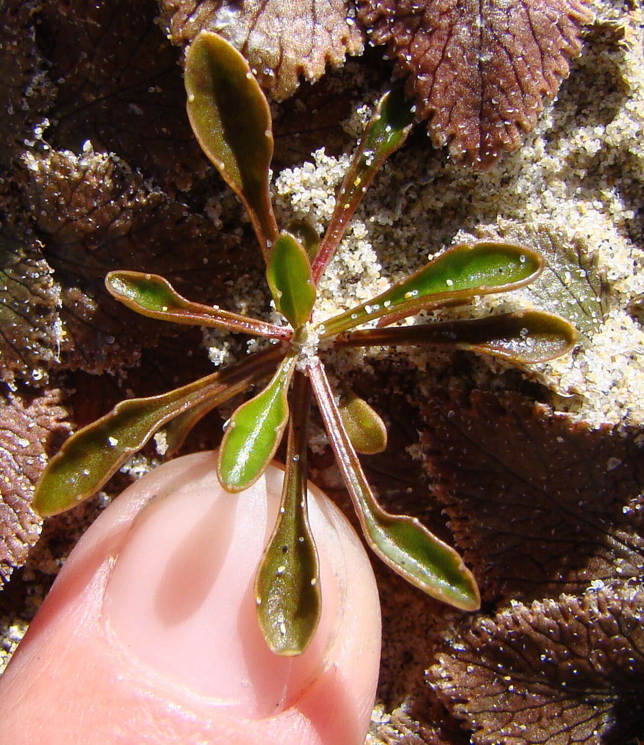 Image of Wahlenbergia albomarginata Hook.