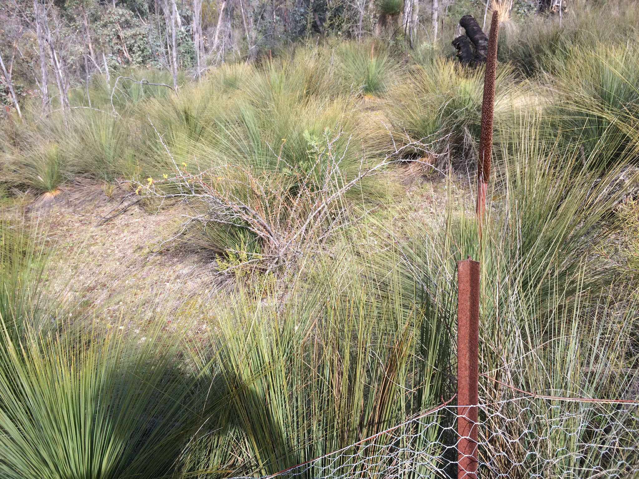 Image of Xanthorrhoea glauca subsp. angustifolia D. J. Bedford