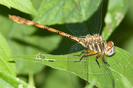 Image of Broad-striped Forceptail