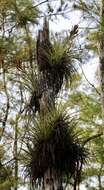 Image of giant airplant