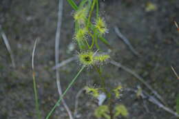 Drosera gunniana的圖片