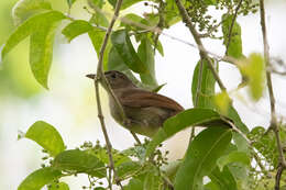 Image of Charlotte's Bulbul