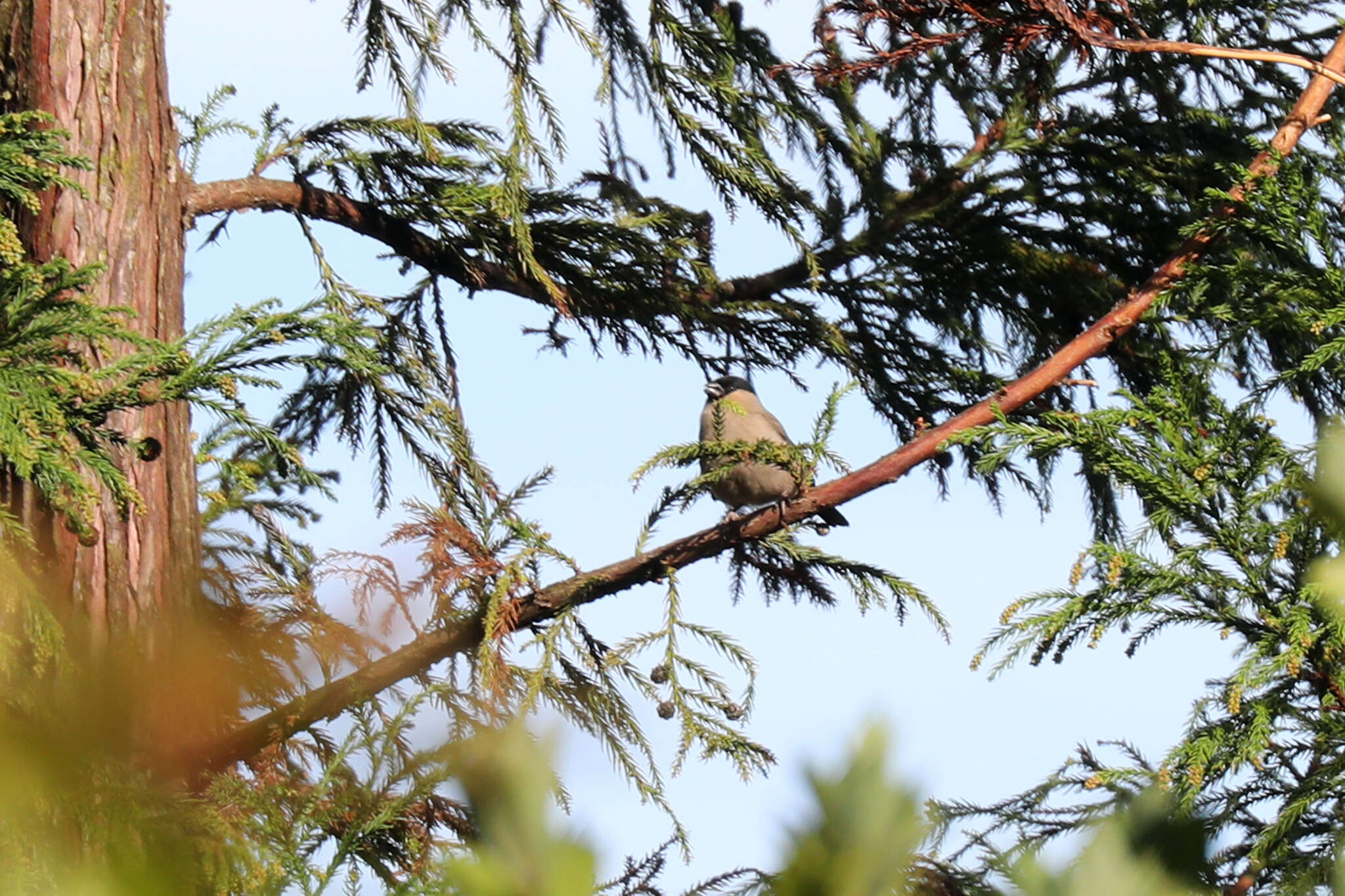 Image of Azores Bullfinch