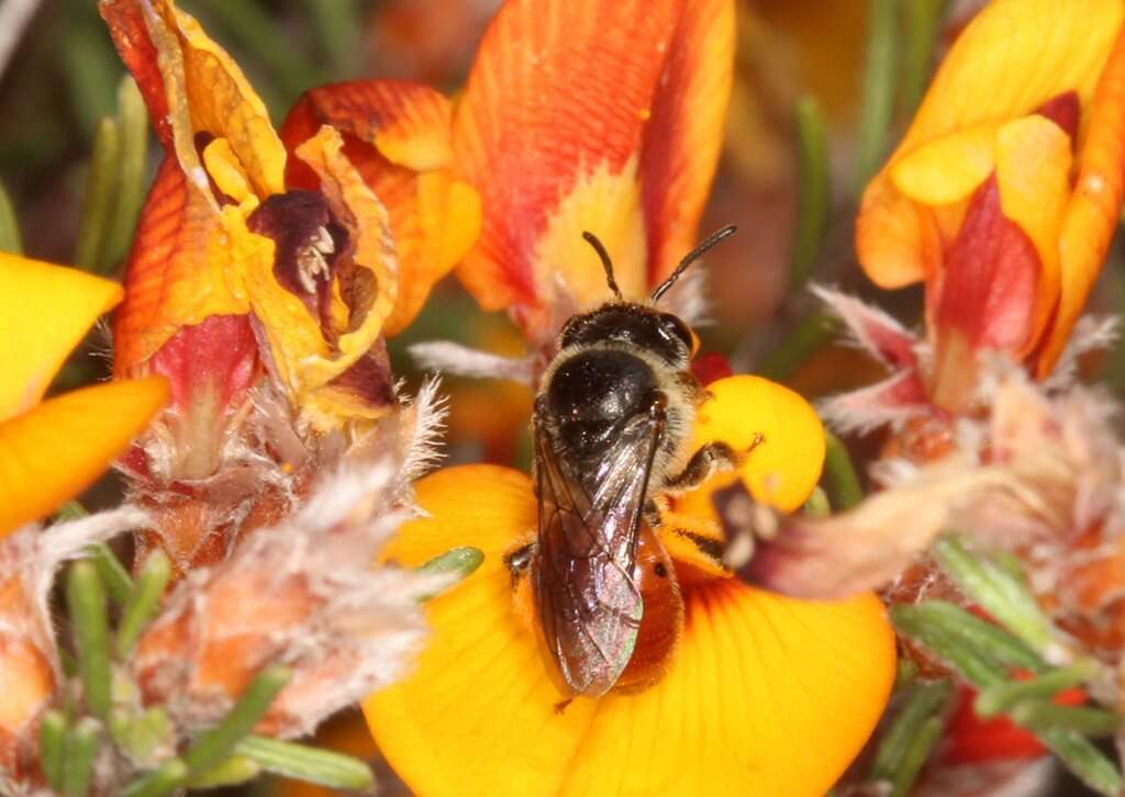 صورة Euryglossa adelaidae Cockerell 1905