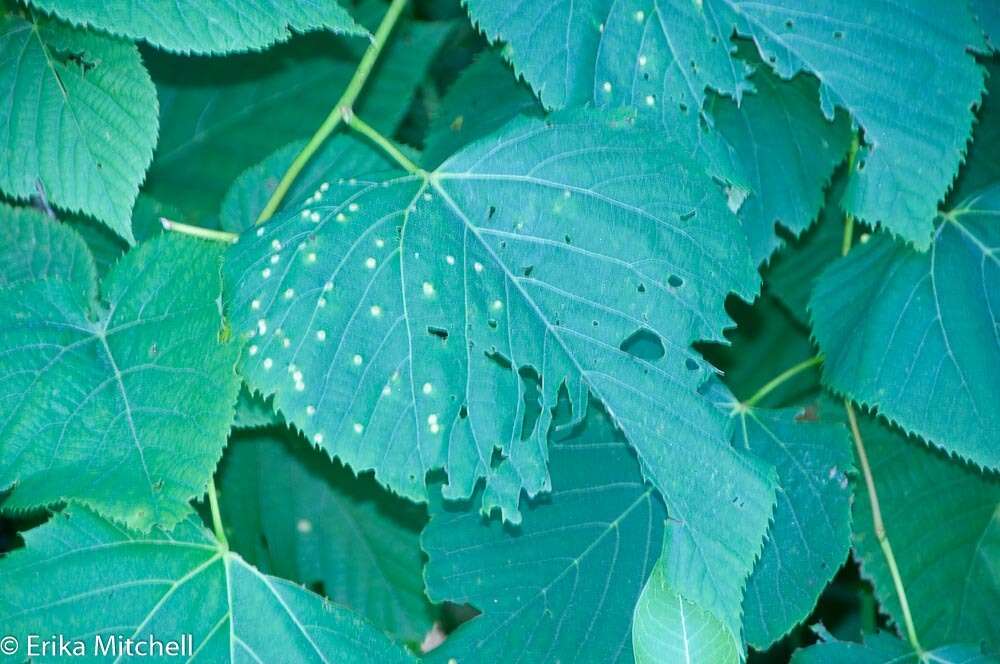 Image of Contarinia verrucicola (Osten Sacken 1875)