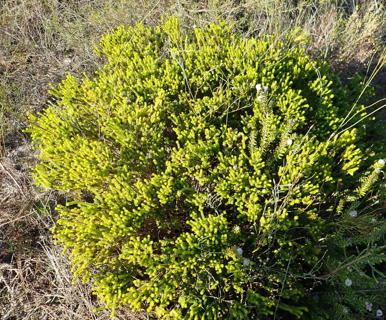 Image of Agathosma scaberula Dümmer