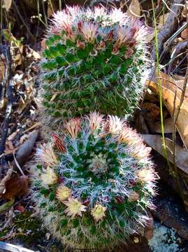 Image of Mammillaria karwinskiana subsp. nejapensis (R. T. Craig & E. Y. Dawson) D. R. Hunt