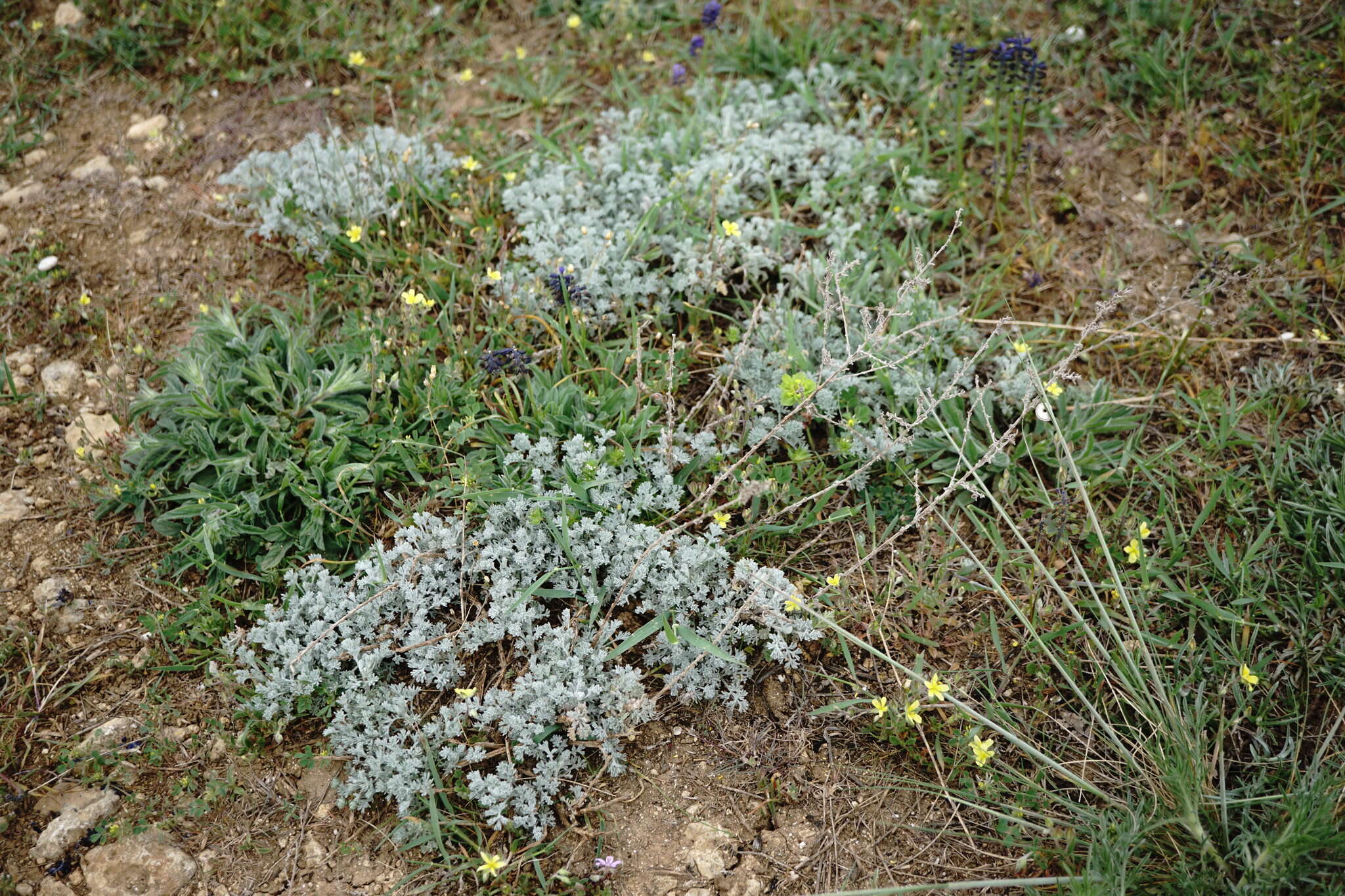 Image of Seriphidium fragrans (Willd.) Poljakov