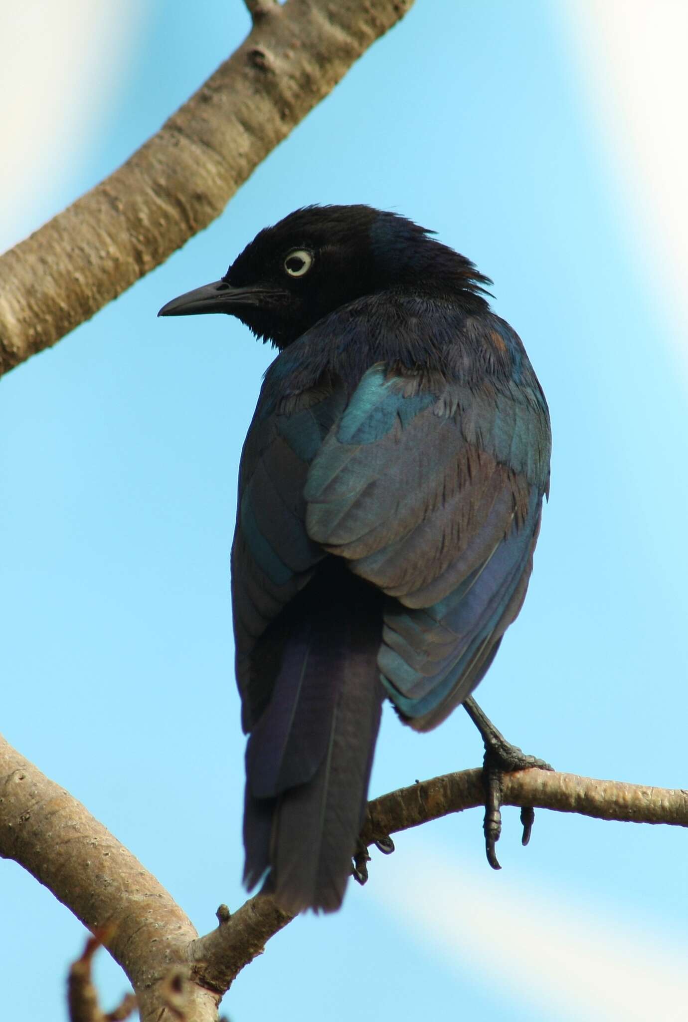 Image of Rueppell's Glossy-Starling