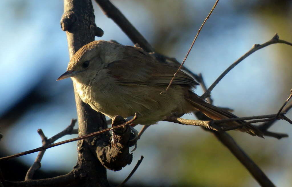 Image of Little Thornbird