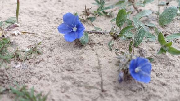 Image of Brazilian dwarf morning-glory