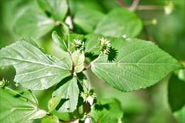 Imagem de Acalypha leptopoda Müll. Arg.