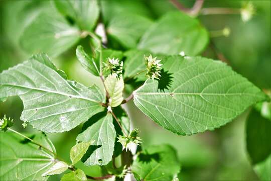 Image of Acalypha leptopoda Müll. Arg.