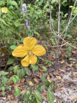 Senna splendida (Vogel) H. S. Irwin & Barneby resmi