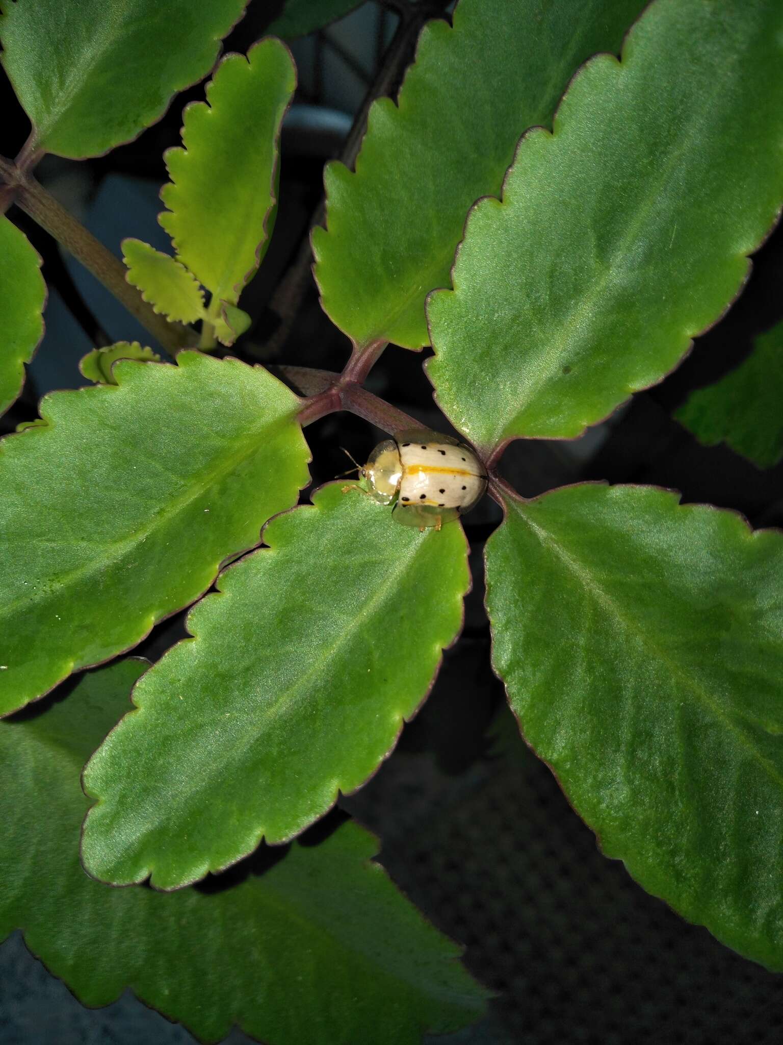 Image of Asian Spotted Tortoise Beetle