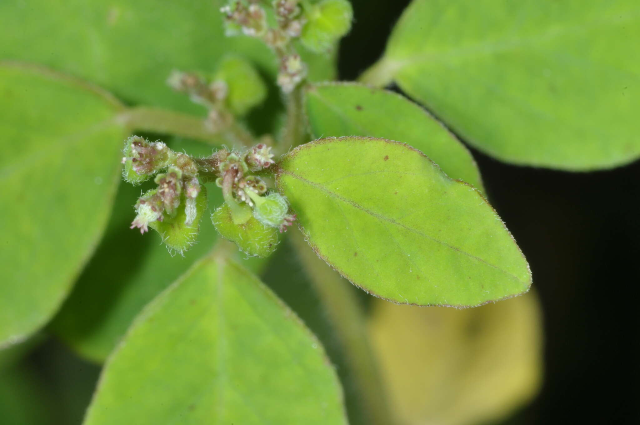 Euphorbia acerensis Boiss. resmi