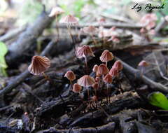 Image of Marasmius haematocephalus (Mont.) Fr. 1838