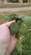 Image of purple deadnettle