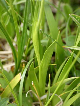 Image of Tofield's asphodel