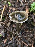 Image of Mycena quiniaultensis Kauffman 1935