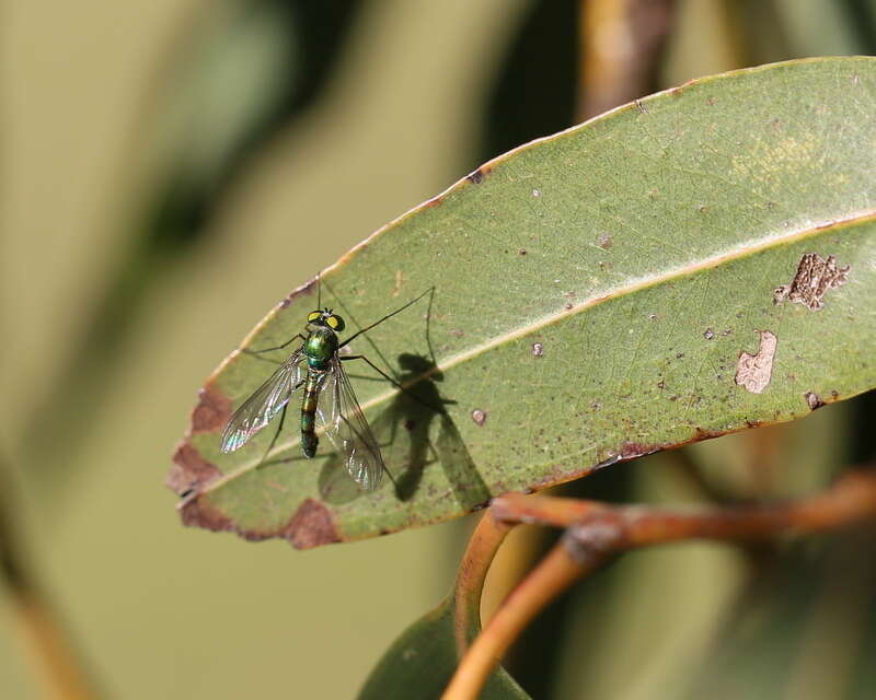 <i>Heteropsilopus cingulipes</i> resmi