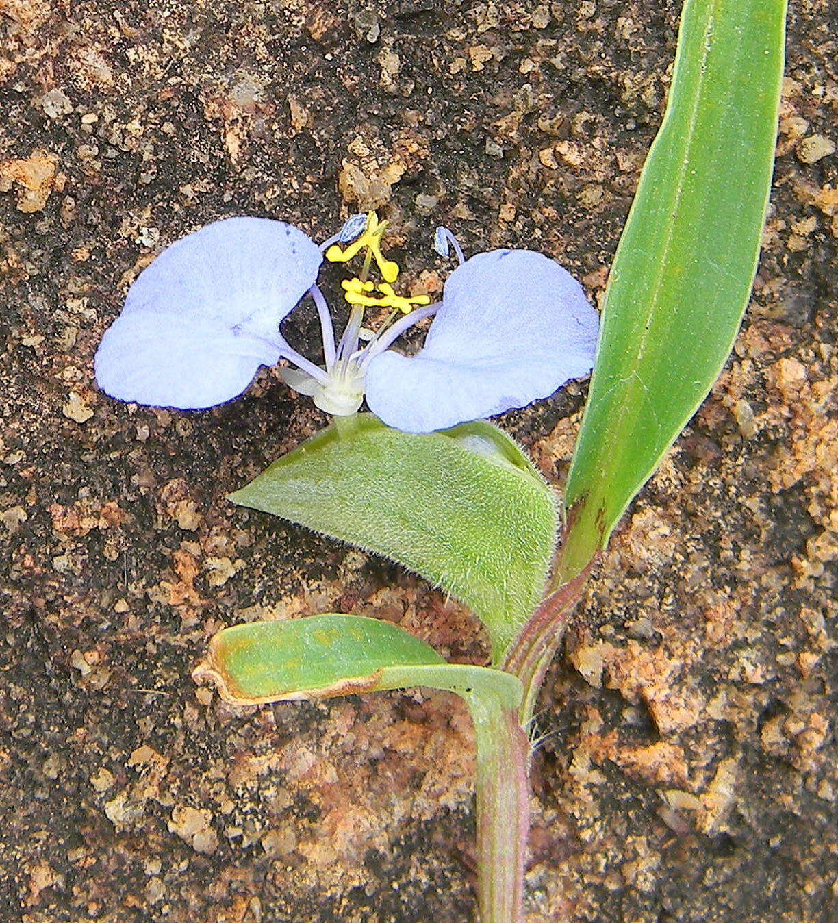 Image of rat's ear