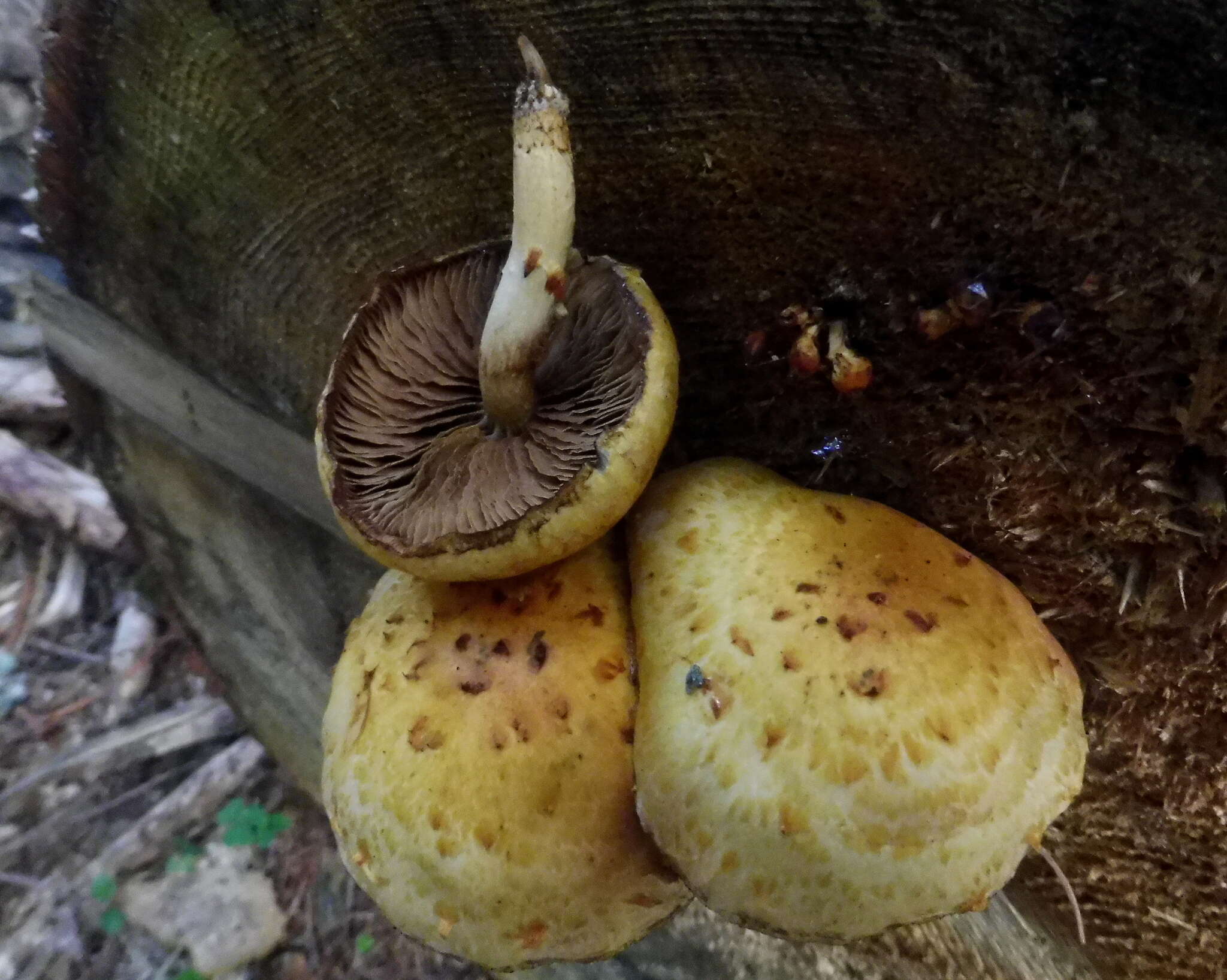 Image of Pholiota adiposa (Batsch) P. Kumm. 1871