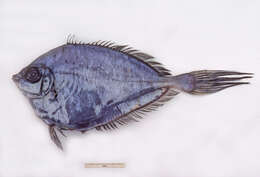 Image of Grammicolepis