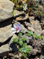 Image of Erodium celtibericum Pau