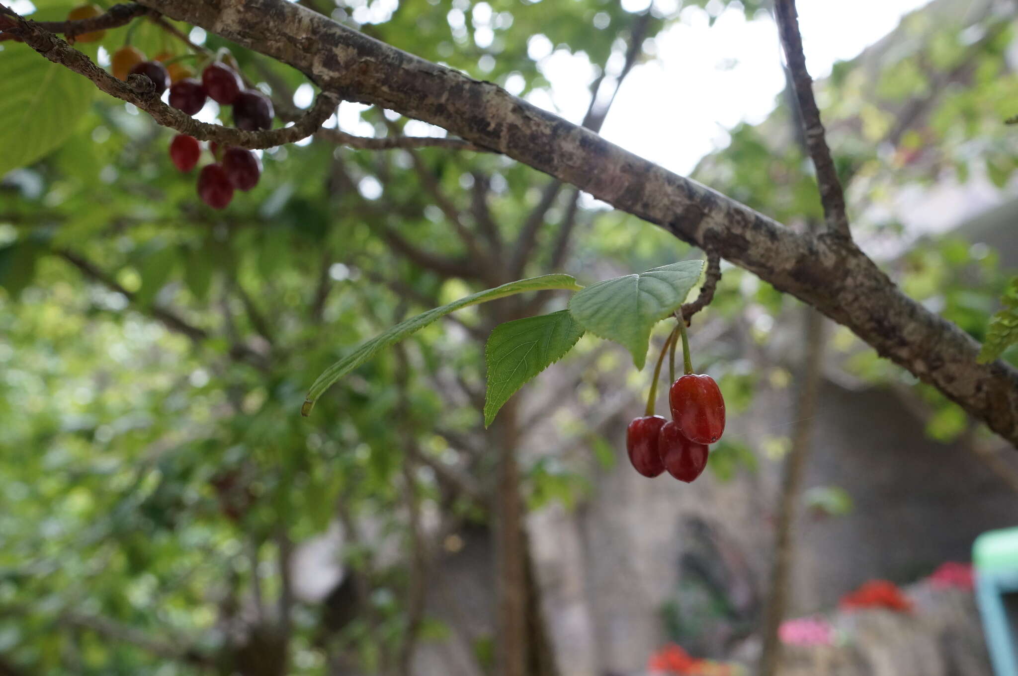 山櫻花的圖片