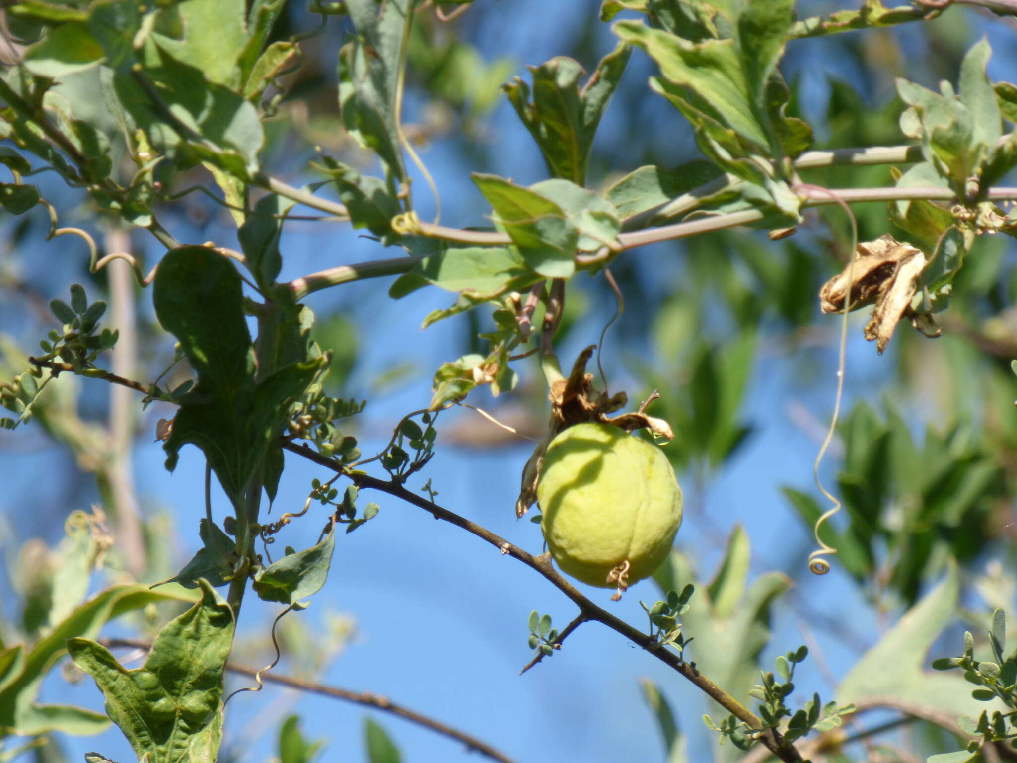 Passiflora mooreana Hook. resmi