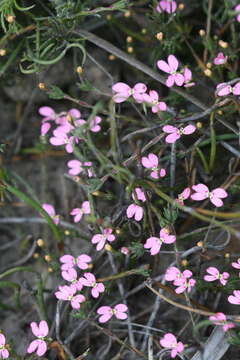 Image of Stylidium pingrupense A. Lowrie, A. H. Burbidge & K. F. Kenneally