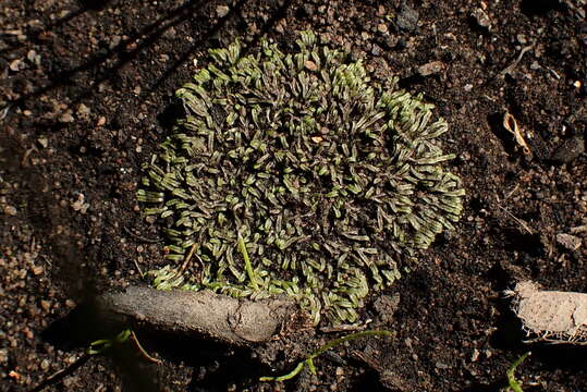 Image of Riccia multifida (Steph.) Steph.