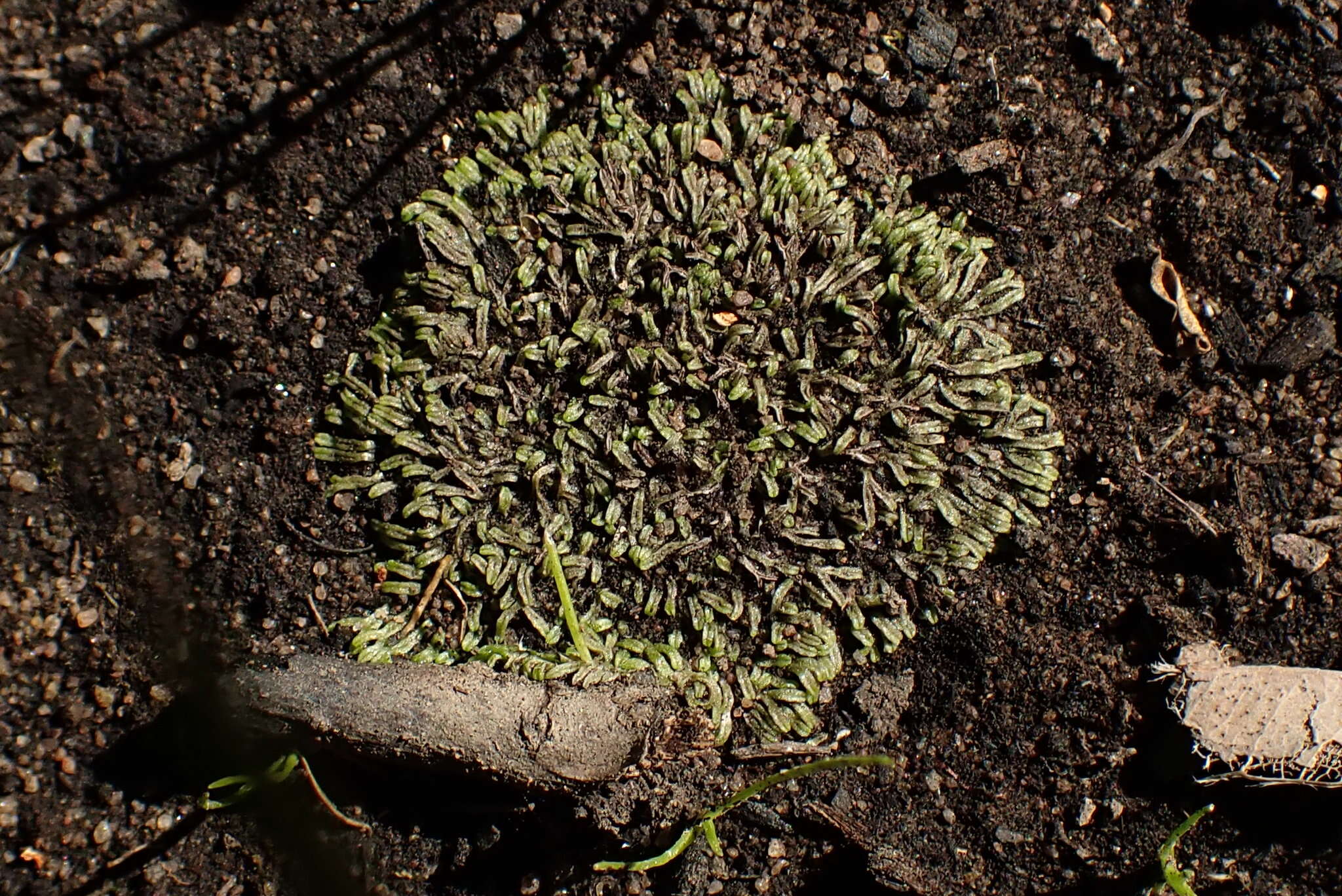 Image of Riccia multifida (Steph.) Steph.