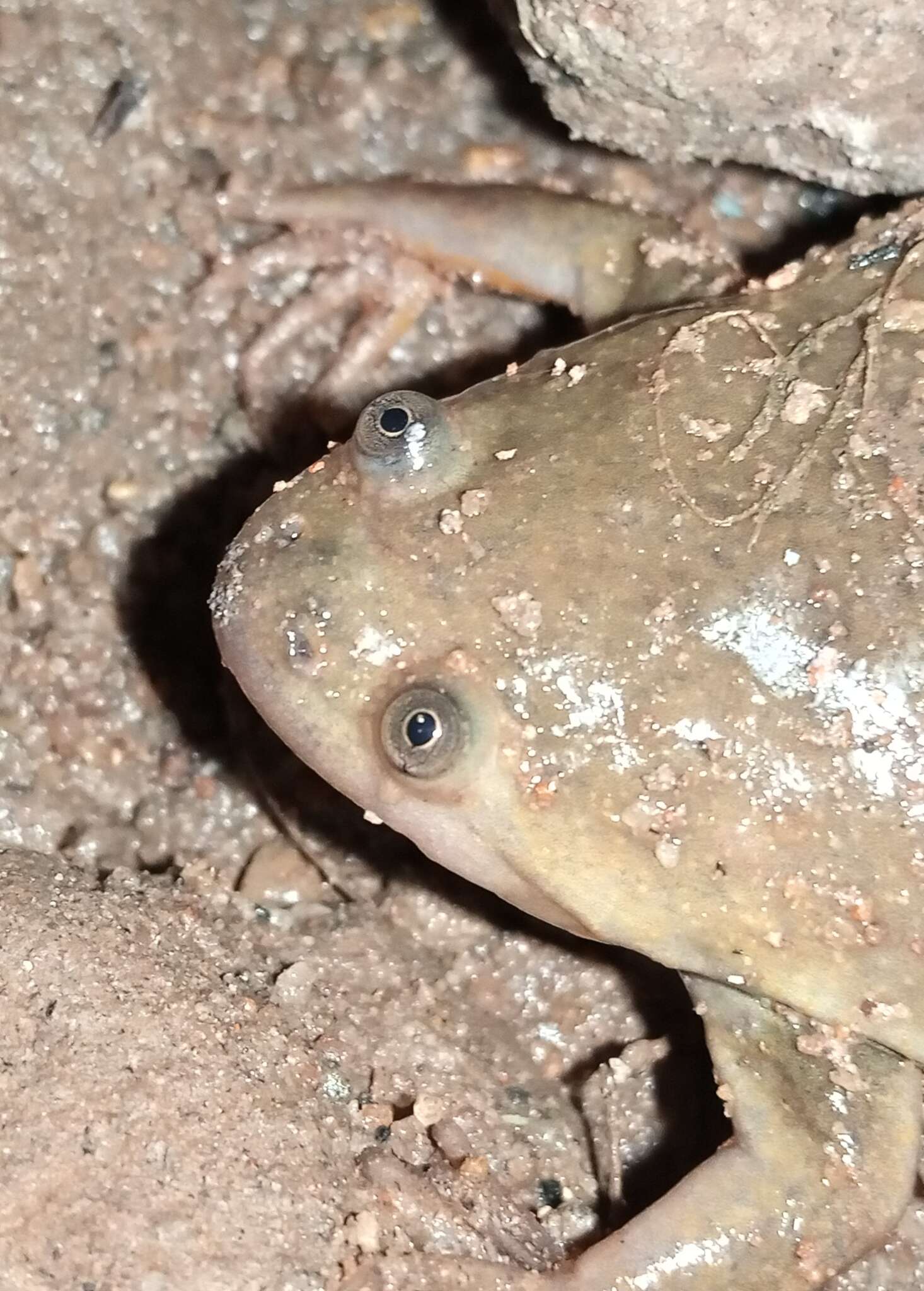 Image of Lake Vistoria Clawed Frog