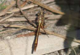 Image of Phanogomphus cavillaris (Needham 1902)